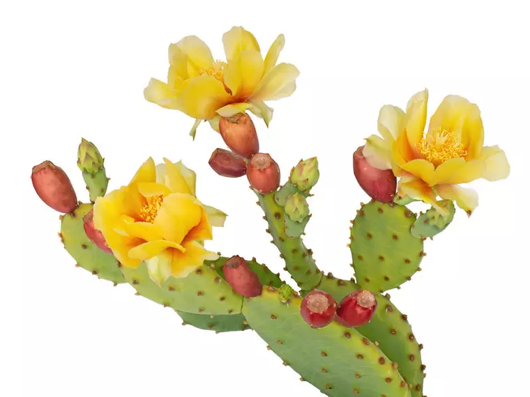 cactus-opuntia-cu-fructe-și-flori