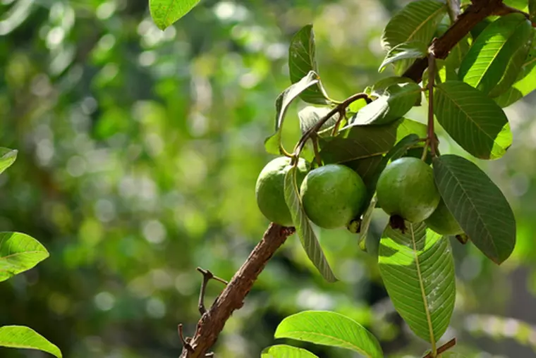 Guava, fructul roz și aromat, care ajută sănătatea organismului!