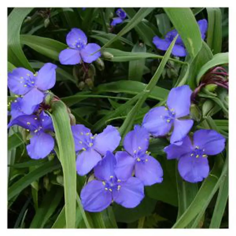 Flori de grădină. Ce plante ornamentale să alegi pentru grădina ta