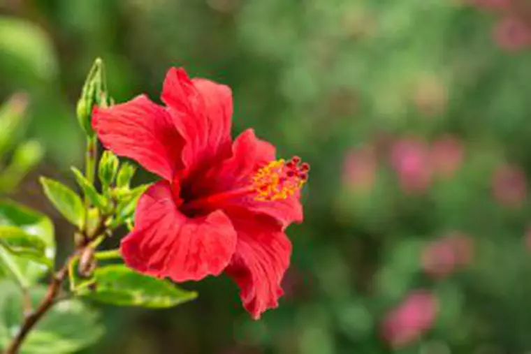 hibiscus flori de grădină