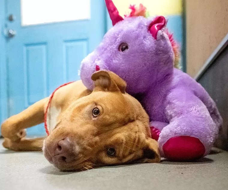 caine fara stapan cu jucarie de plus unicorn (8)