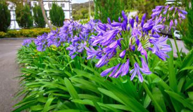 Flori de grădină. Ce plante ornamentale să alegi pentru grădina ta