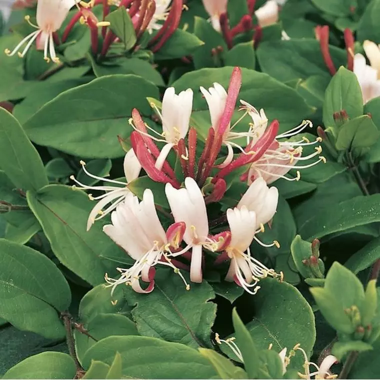 Care sunt florile comestibile