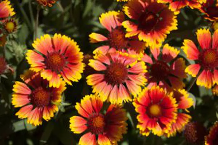 Flori de grădină. Ce plante ornamentale să alegi pentru grădina ta