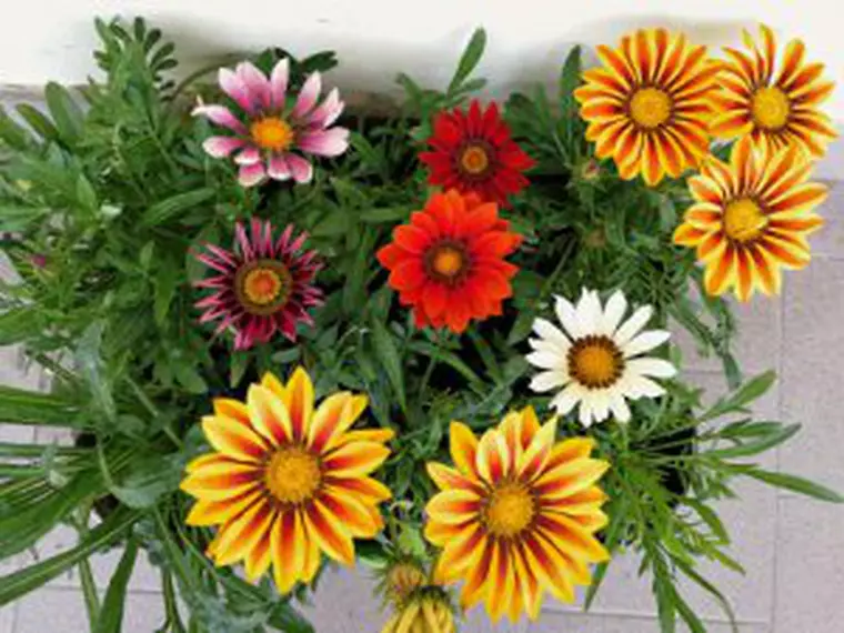 Flori de grădină. Ce plante ornamentale să alegi pentru grădina ta