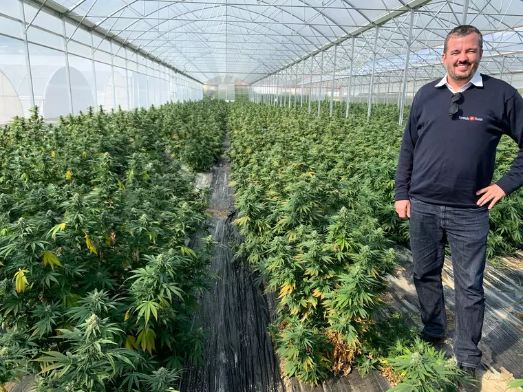 (P) Ulei CBD, adjuvantul legal din canabis in dieta si lupta cu kilogramele