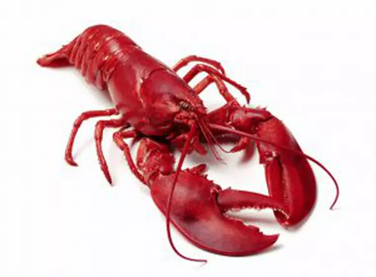 Fructele de mare - care sunt delicatesele din mare și cum se consumă