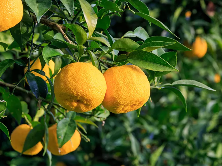 Yuzu - proprietăți, beneficii, cum arată și cum se consumă