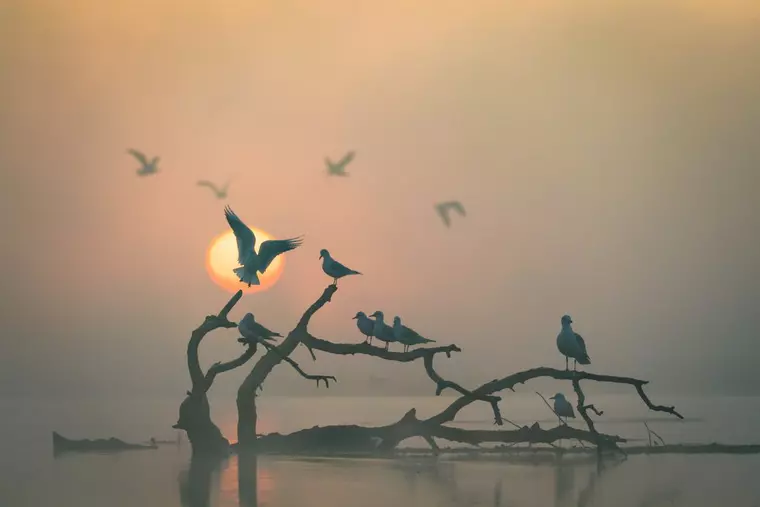 EXCLUSIV! Interviu cu Melania Medeleanu, vocea din spatele mini-seriei „România sălbatică”: „Mi-e teamă de urmele, de rănile pe care le lăsăm pe unde trecem”