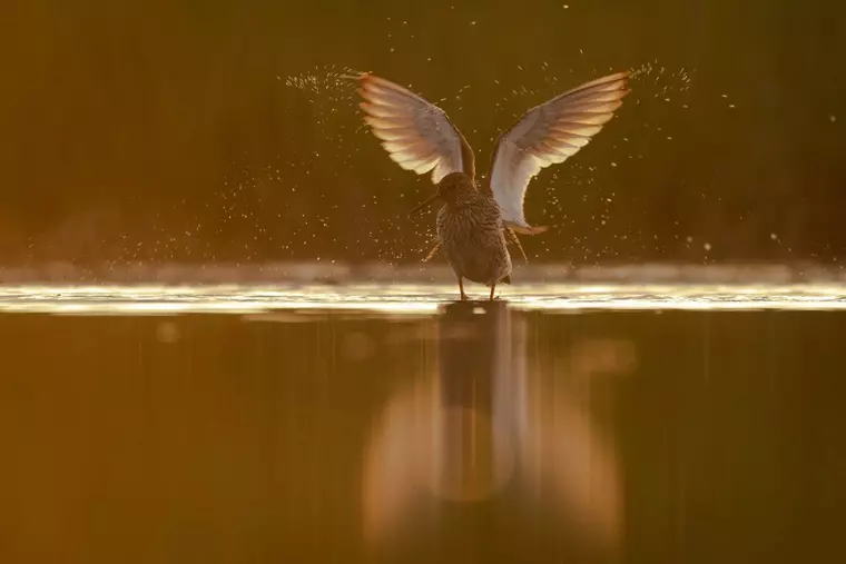 EXCLUSIV! Interviu cu Melania Medeleanu, vocea din spatele mini-seriei „România sălbatică”: „Mi-e teamă de urmele, de rănile pe care le lăsăm pe unde trecem”