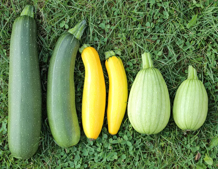 Dovleceii, delicatese de vară cu beneficii pentru sănătate