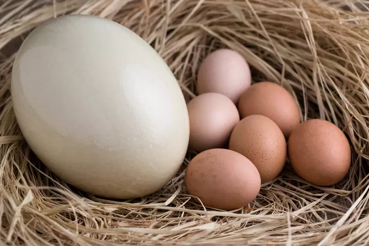Carnea de struț! Cât este de sănătoasă și cum se consumă!