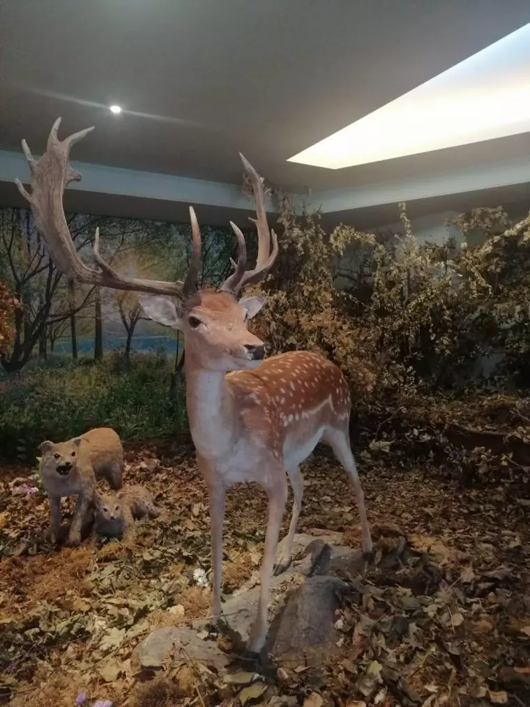 Romsilva vă invită la muzeul cinegetic al Carpaților Posada. Expoziția - strămoșii lui Rudolf: 6-24 decembrie