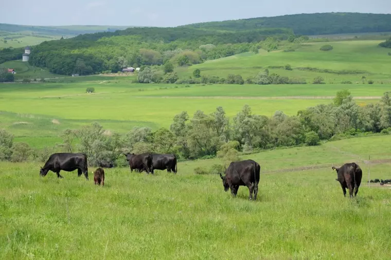 7 motive pentru care să consumi carnea de vită Angus grass-fed, produsă în România