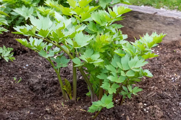Leușteanul, beneficii pentru sănătate și rețete aromate