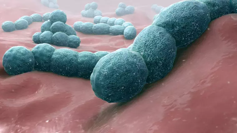 Care este diferența dintre viruși și bacterii. Și ce sunt virusurile