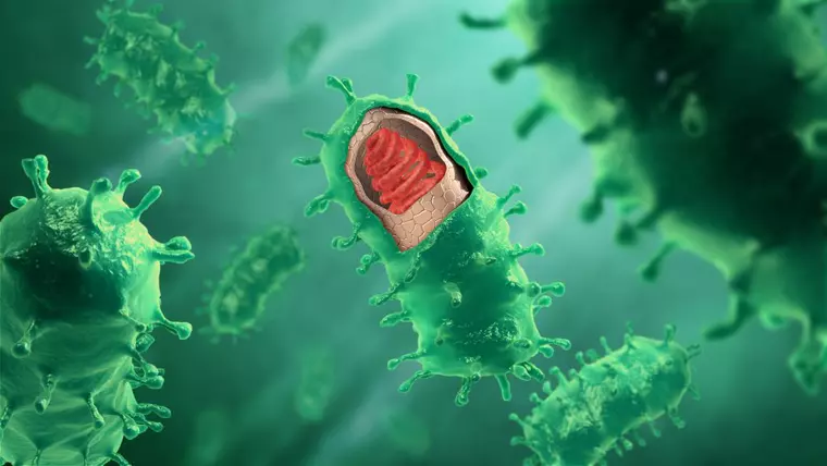 Care este diferența dintre viruși și bacterii. Și ce sunt virusurile