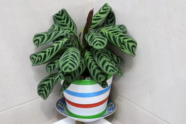 Plante care se potrivesc în baie