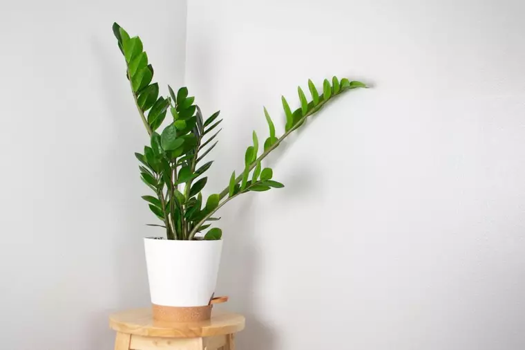 Plante care se potrivesc în baie