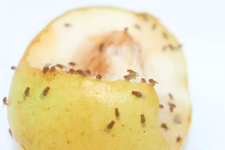 De ce sunt atrase musculițele de culoarea galbenă?