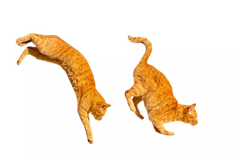 De ce pisicile cad întotdeauna în picioare