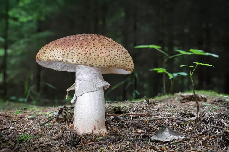 Ce greşeli să nu faci când găteşti ciuperci