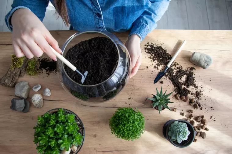 Ce plante poți crește în sticle și terarii