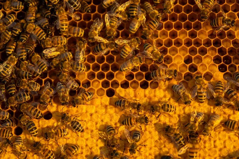 Fagure cu miere - beneficiile pentru sănătate