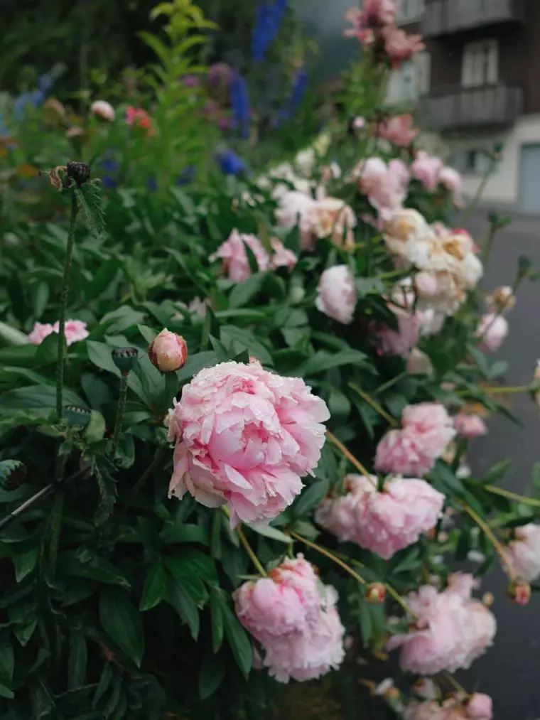 Descoperă farmecul bujorilor: flori spectaculoase pentru orice grădină, de la Planteo