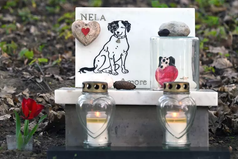 Ce faci cu corpul animalului tău de companie după ce a murit