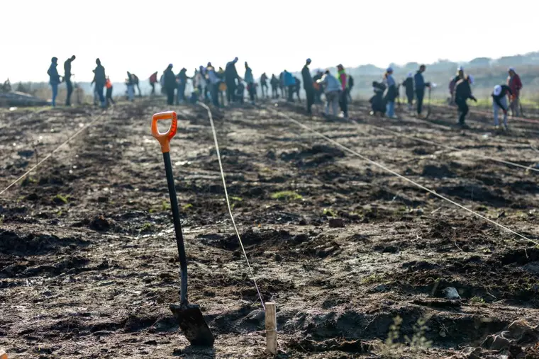 Peste 80 de voluntari P&G au plantat 1.700 de puieți de frasin și ulm
