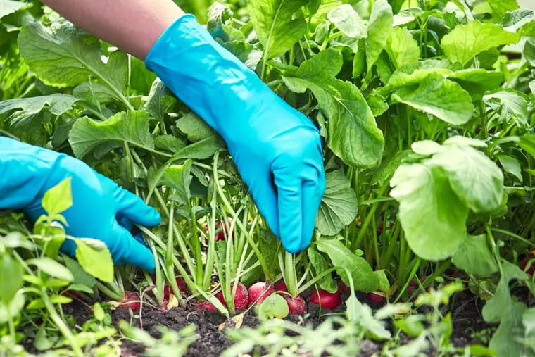 De ce nu ar trebui să arunci frunzele de ridiche. Cum le poţi folosi