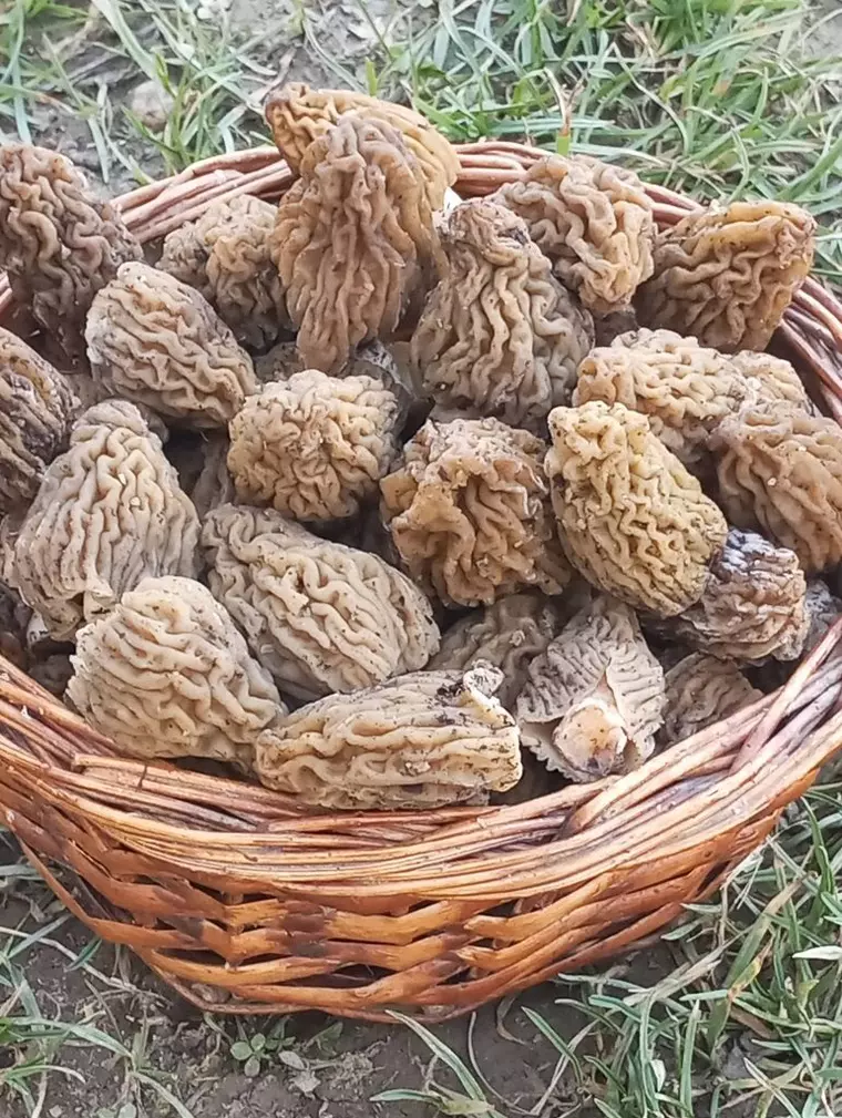Ce ciuperci comestibile apar primăvara
