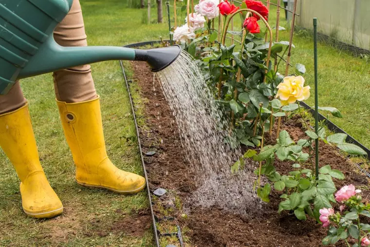 Ghidul udării corecte pe timp de caniculă: când, cât şi cum udăm plantele