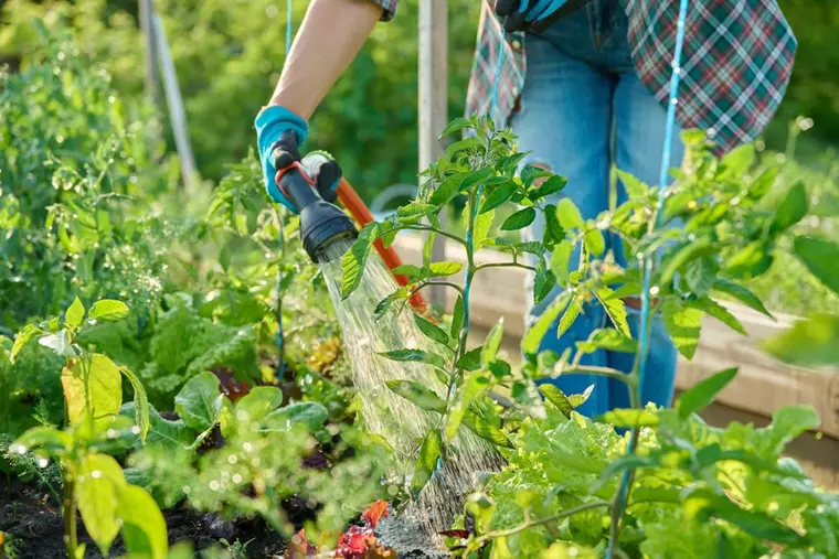Ghidul udării corecte pe timp de caniculă: când, cât şi cum udăm plantele