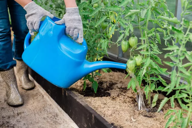 Ghidul udării corecte pe timp de caniculă: când, cât şi cum udăm plantele
