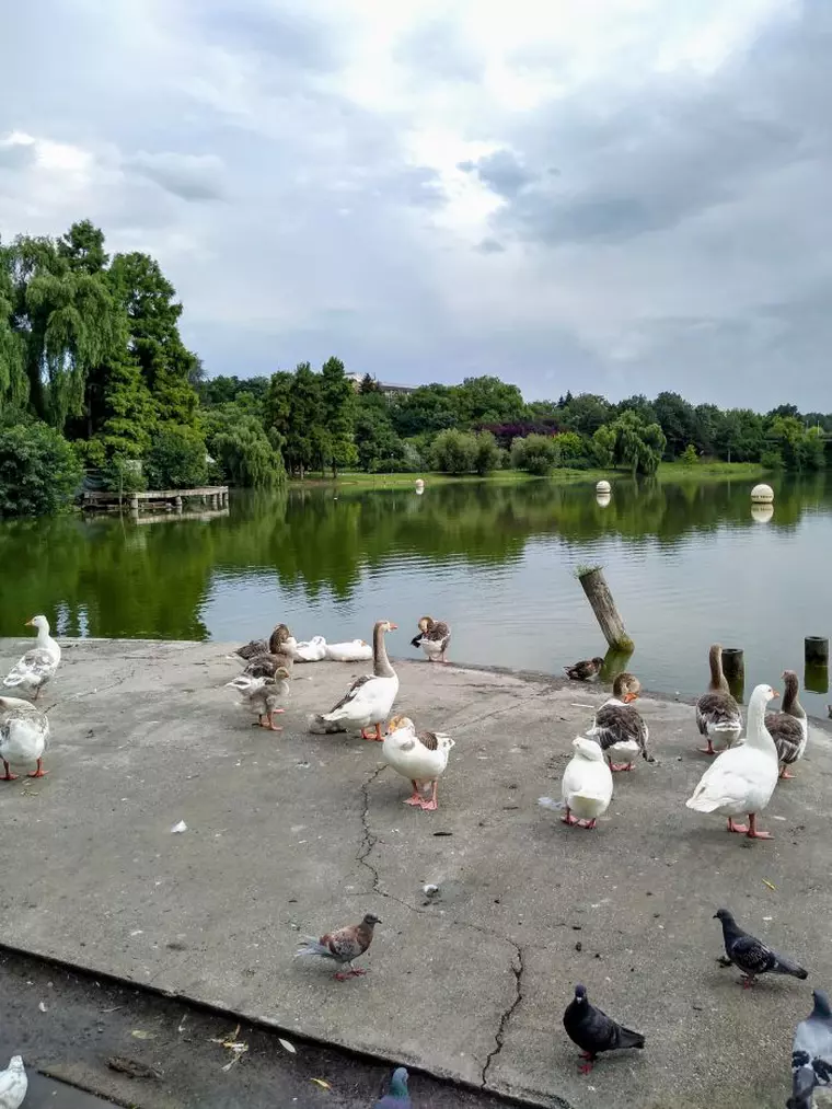 Cu moto g6 play vei face întotdeauna niște fotografii senzaționale.