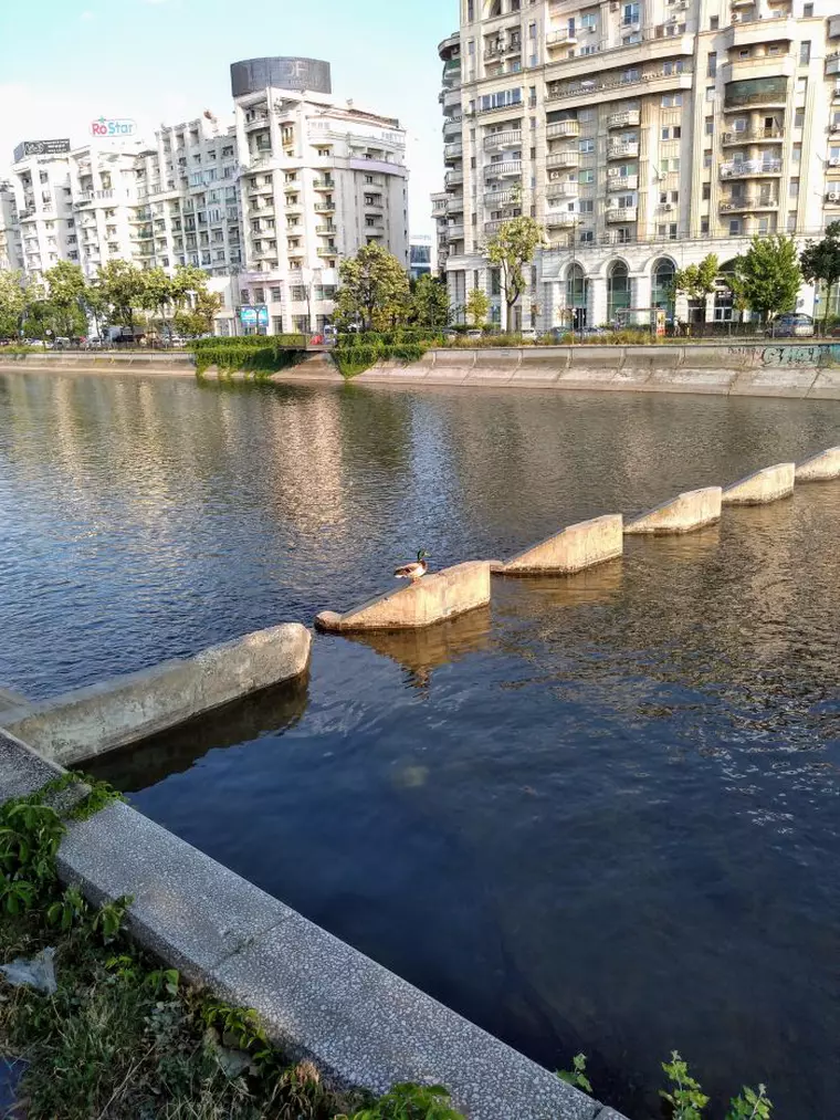 Claritatea imaginii și culorile sunt perfecte.