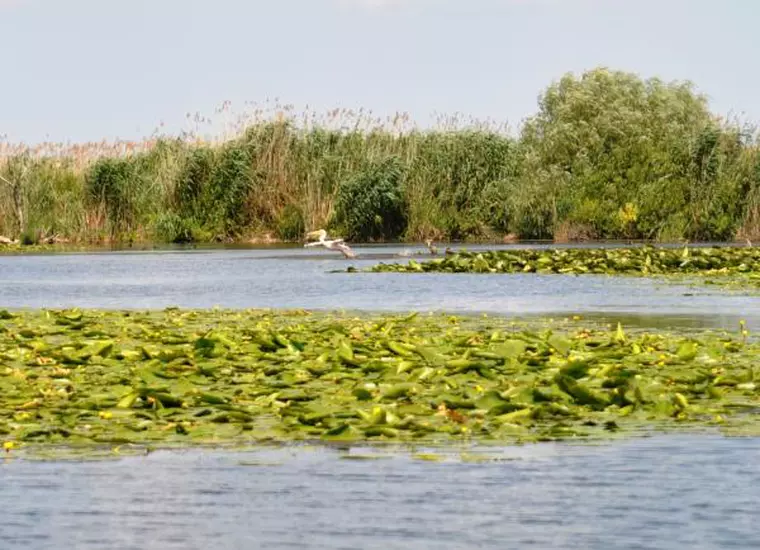 viva.Delta pentru toti romanii1