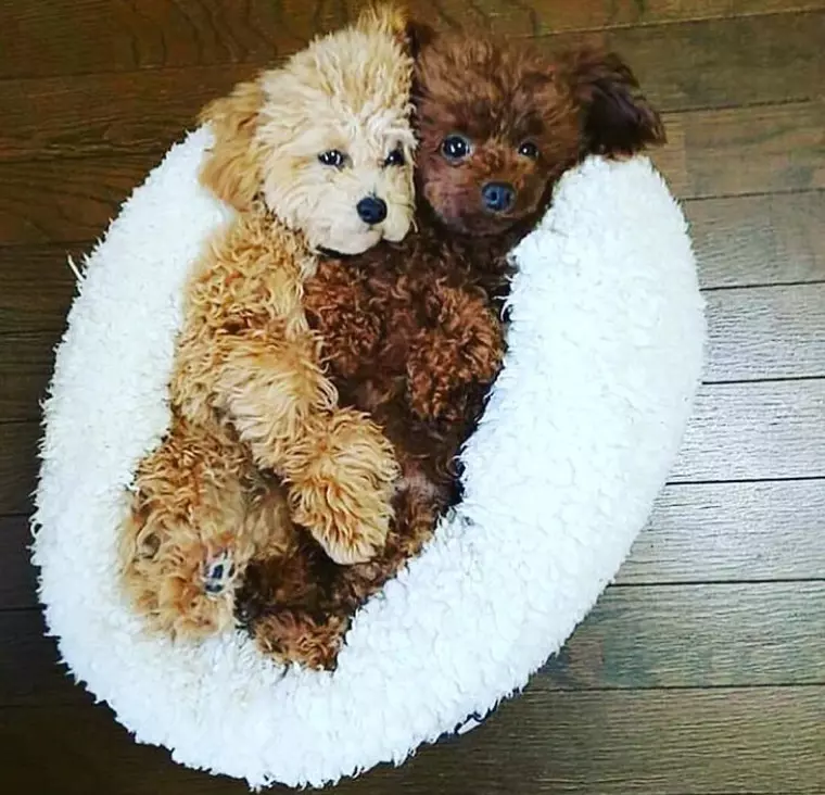 Brigitte Sfăt iubește necondiționat