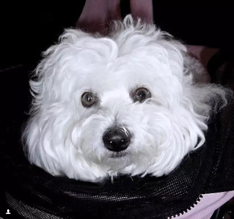 Samantha, cățelușa de care Barbra Streisand nu s-a putut despărți...