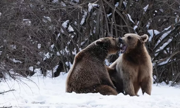 Ursi-in-Libearty