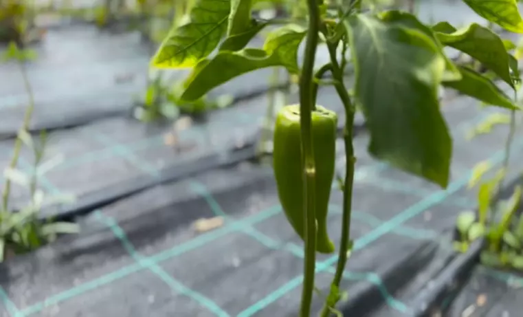 dragos bucur dana nalbaru solar legume 6