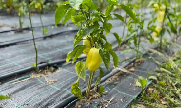 dragos bucur dana nalbaru solar legume 3