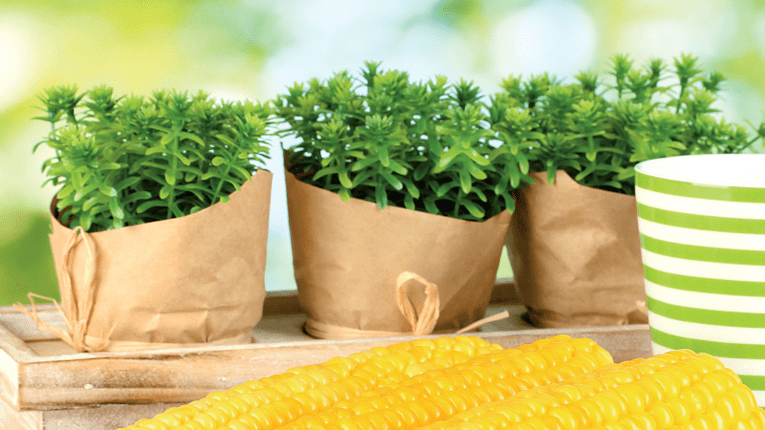 Asa faci cel mai bun porumb fiert