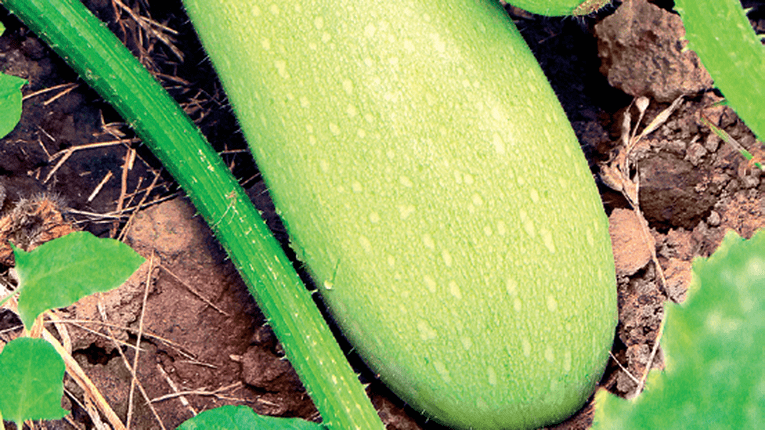 Gateste dovlecei fragezi si dulci!