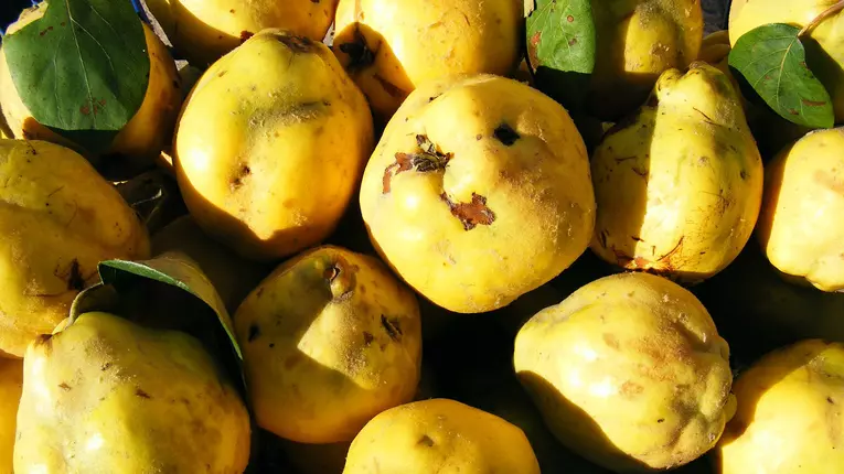 Cum sa alegi si sa pastrezi gutuile