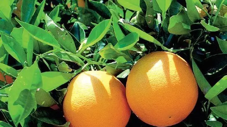 Alimente care vindeca