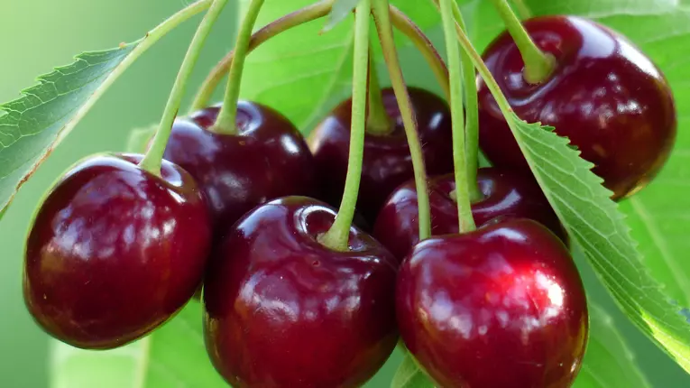 Beneficiile cireselor pentru sanatate