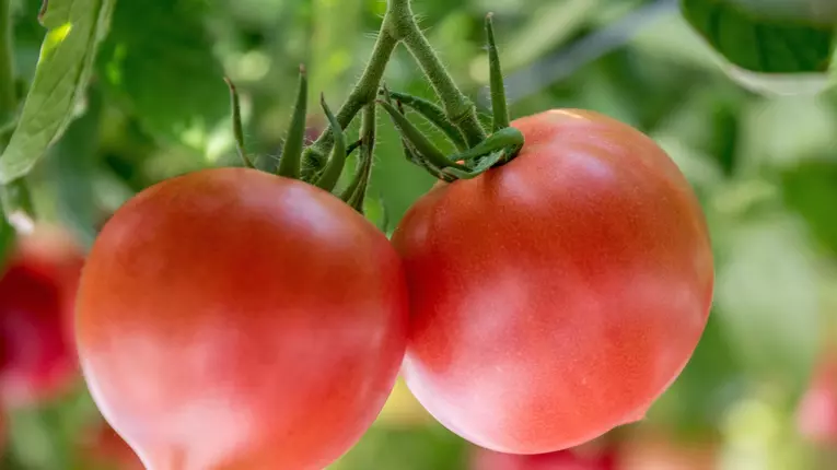 Rosiile cu tugui – e cazul sa ne ferim de ele?